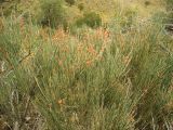 Ephedra equisetina