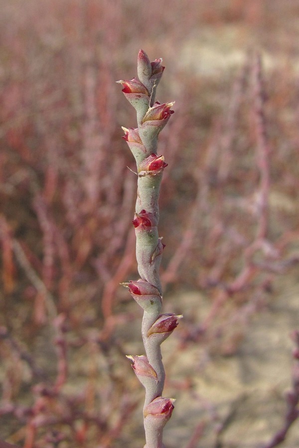 Image of Ofaiston monandrum specimen.