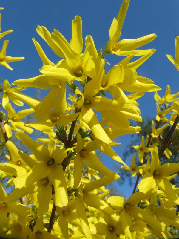 Image of Forsythia &times; intermedia specimen.