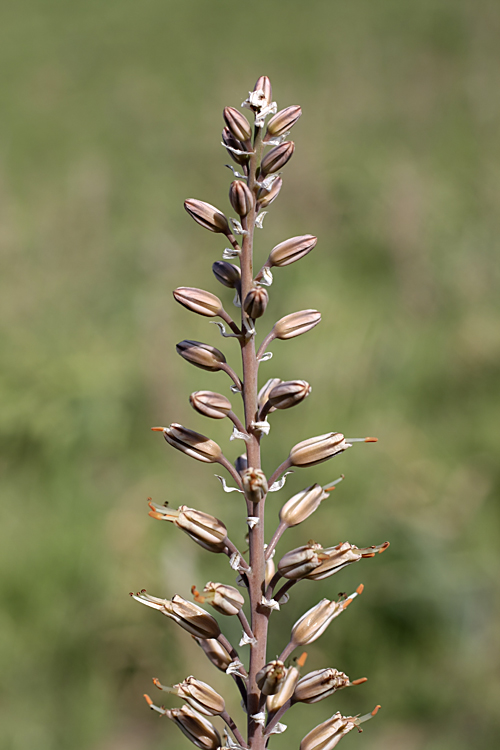 Image of Eremurus comosus specimen.