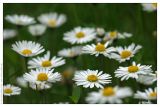 Bellis perennis