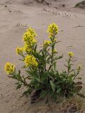 Solidago virgaurea subspecies lapponica. Цветущее растение в песчаных дюнах. Мурманская обл., п-ов Рыбачий. 01.08.2009.