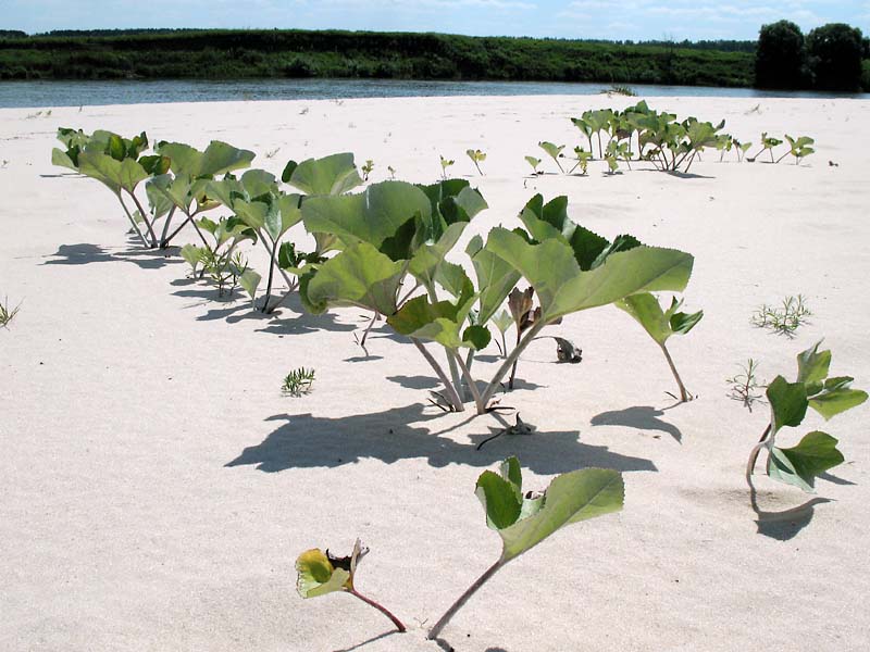 Изображение особи Petasites spurius.