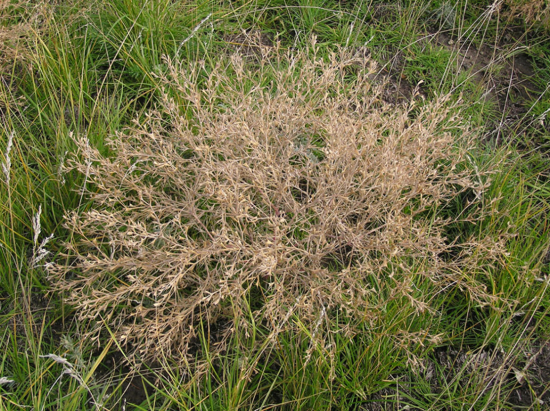 Image of Ceratocarpus arenarius specimen.