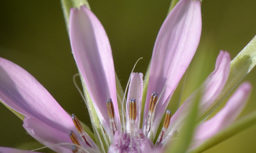 Image of Geropogon hybridus specimen.