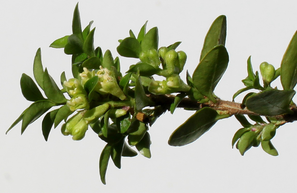 Жимолость блестящая описание. Lonicera ligustrina. Жимолость блестящая. Osmanthus yunnanensis. Lyonia ligustrina.