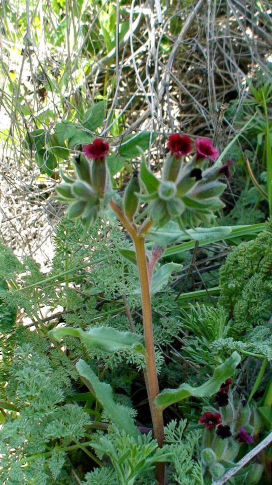 Image of Nonea armeniaca specimen.