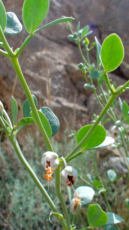 Image of Zygophyllum fabago specimen.