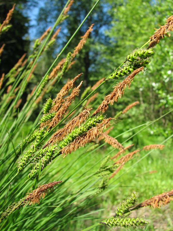 Image of Carex cespitosa specimen.