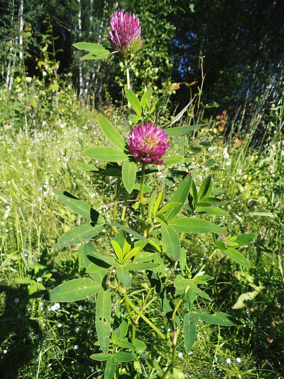 Image of Trifolium medium specimen.