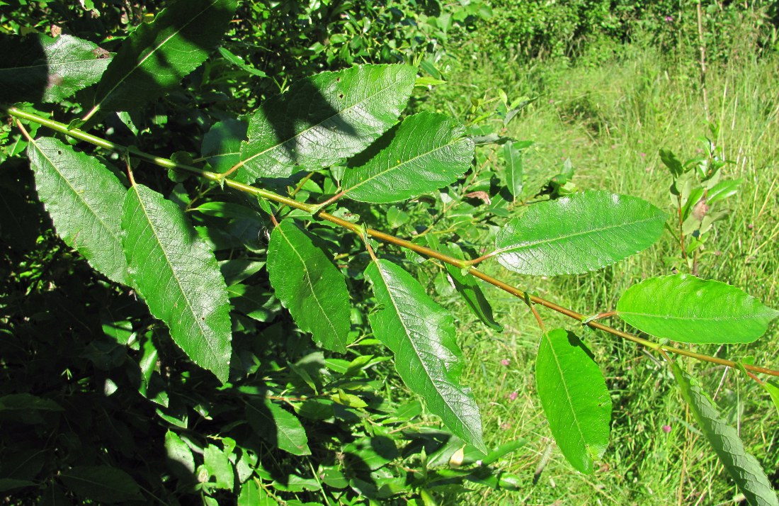 Image of Salix &times; tetrapla specimen.