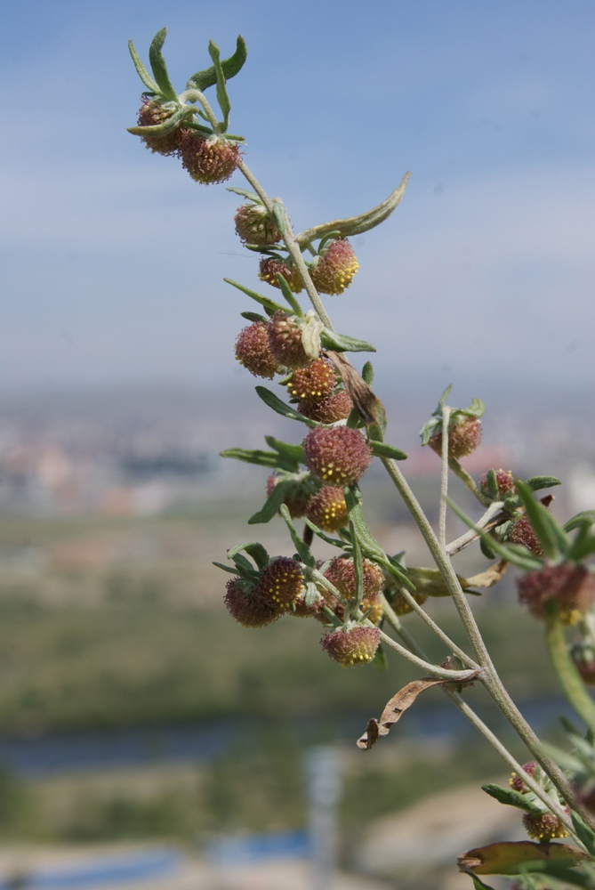 Изображение особи Artemisia macrocephala.