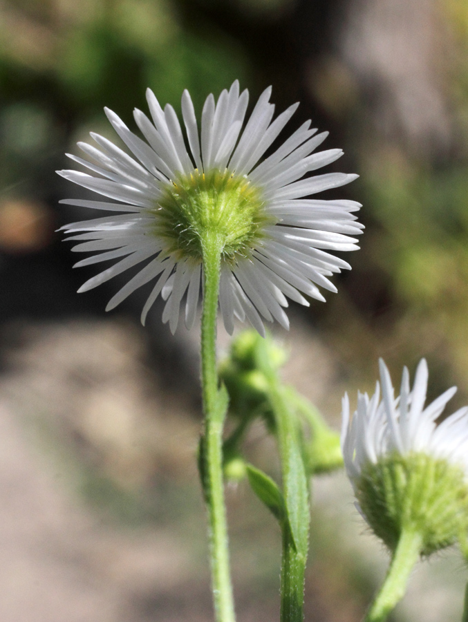 Image of Erigeron annuus specimen.