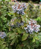 Mahonia aquifolium