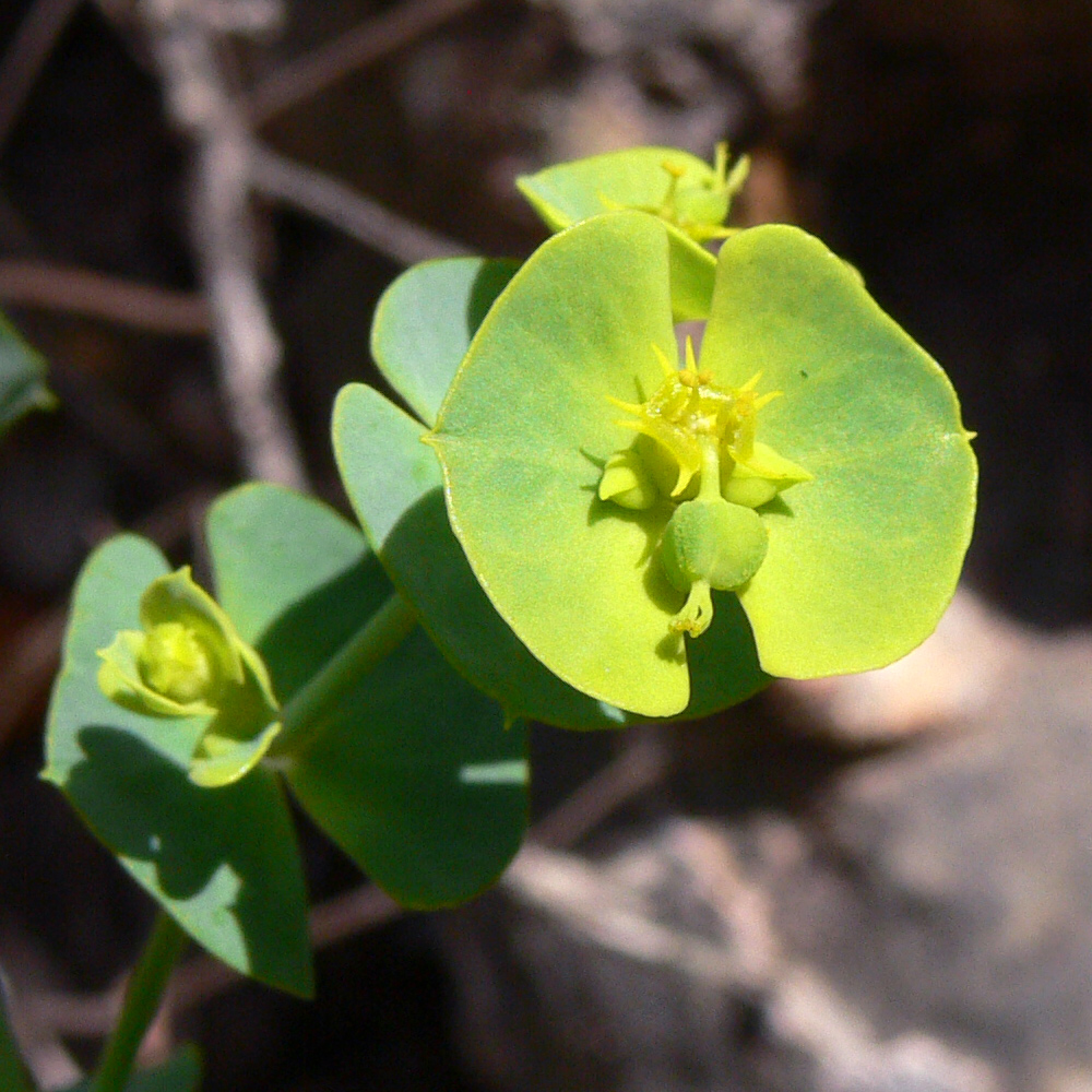 Изображение особи Euphorbia terracina.