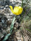 Tulipa suaveolens. Цветущее растение. Крым, Ялта, окр. водопада Учан-Су. 16.05.2009.