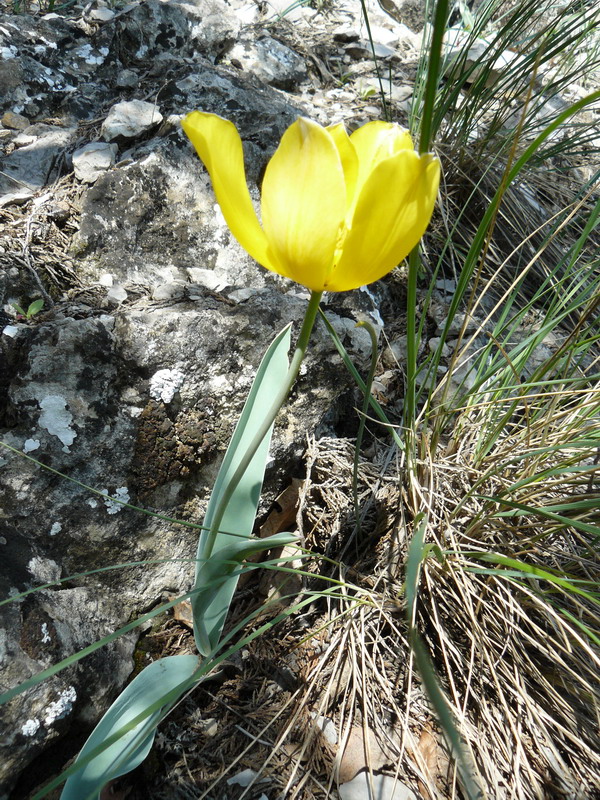 Image of Tulipa suaveolens specimen.