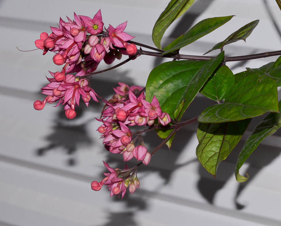 Image of Clerodendrum splendens specimen.