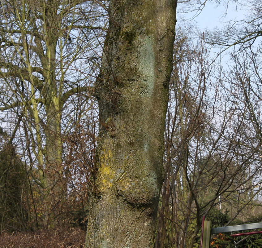 Image of Tilia cordata specimen.