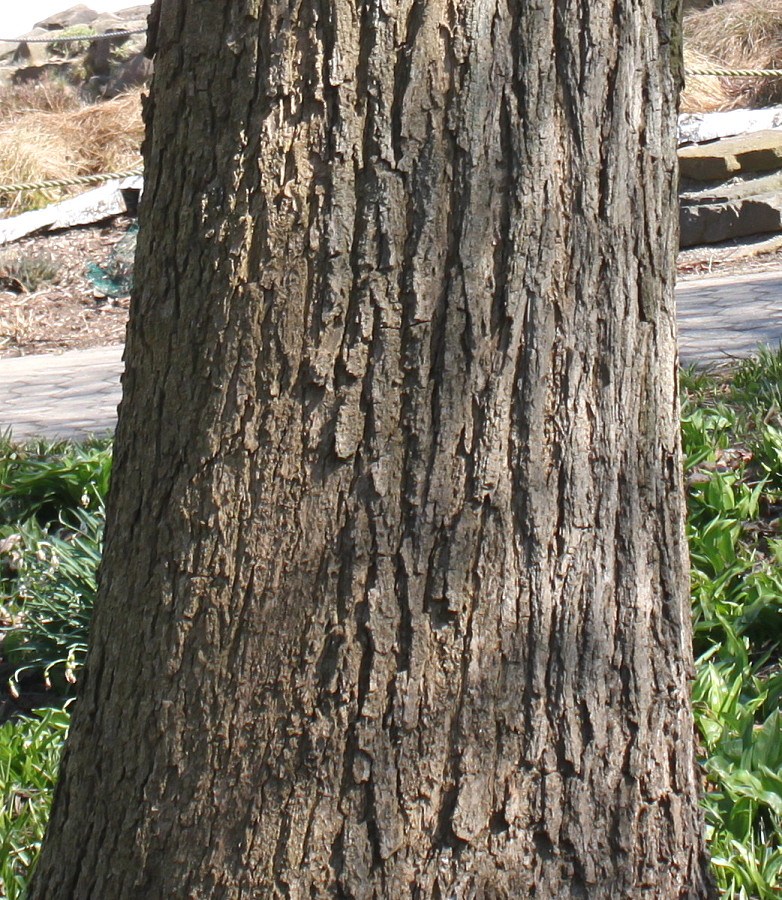 Image of Catalpa bignonioides specimen.