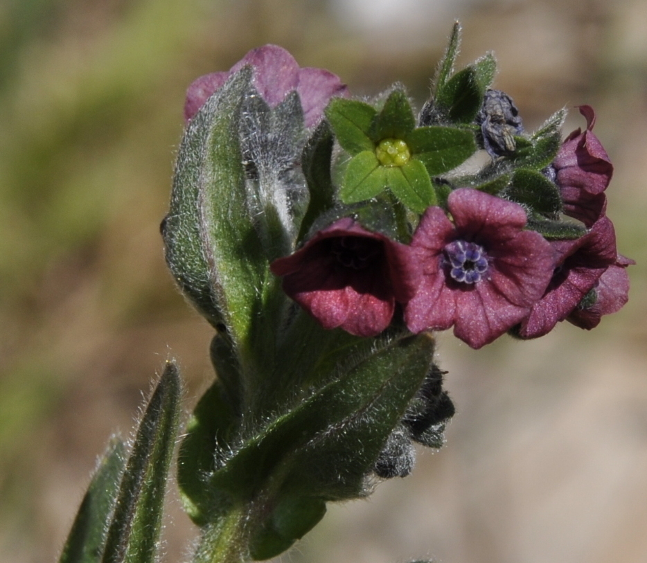 Изображение особи Cynoglossum montanum.