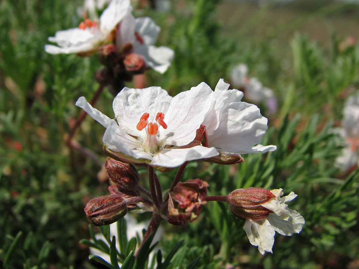 Image of Erodium beketowii specimen.