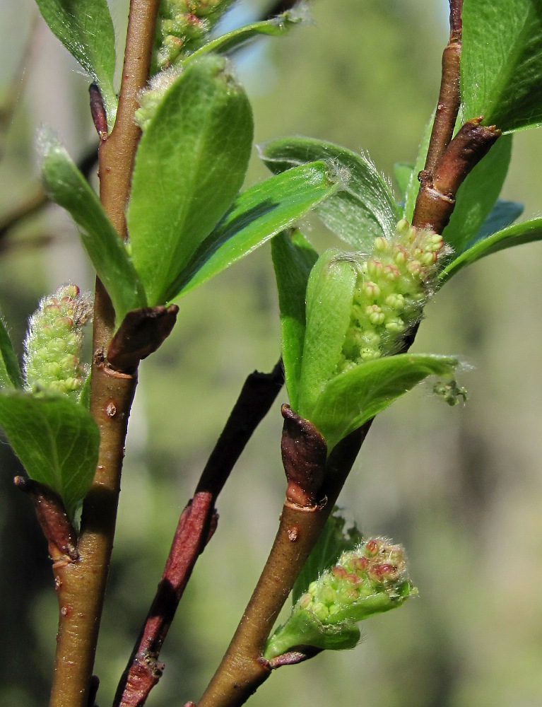 Image of Salix arbuscula specimen.