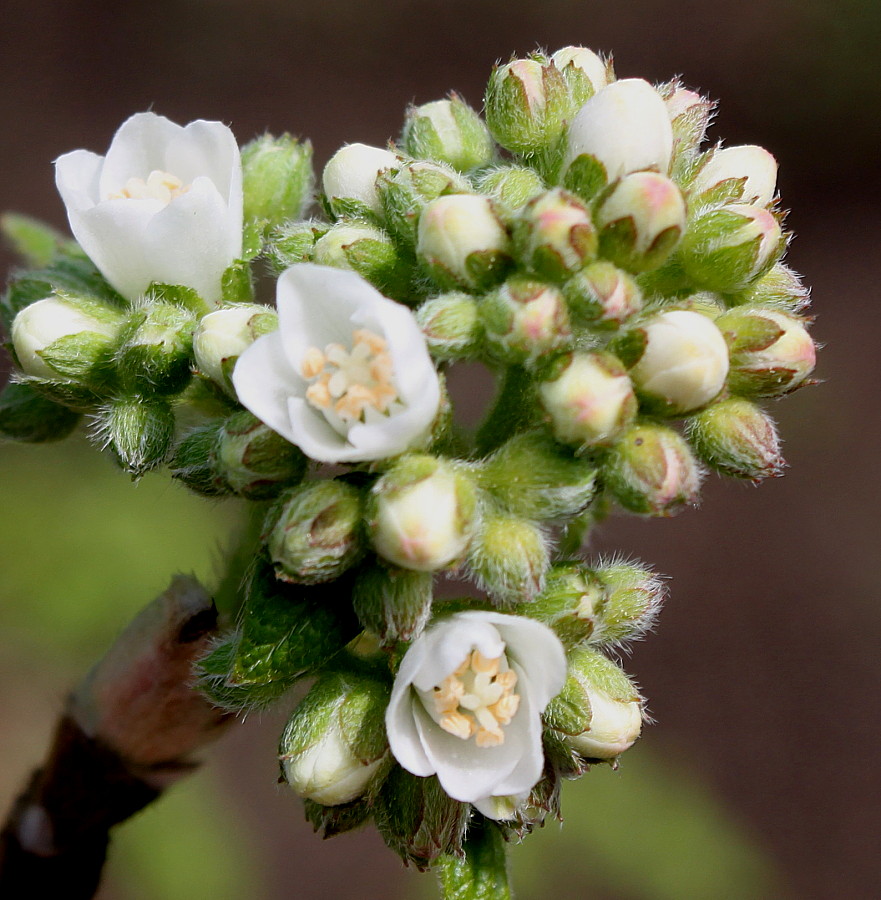 Image of Jamesia americana specimen.