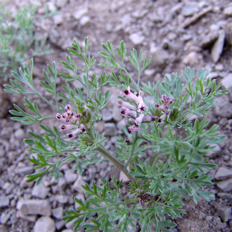 Image of Fumaria asepala specimen.