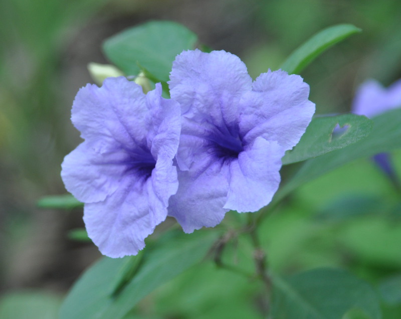 Image of Ruellia tuberosa specimen.