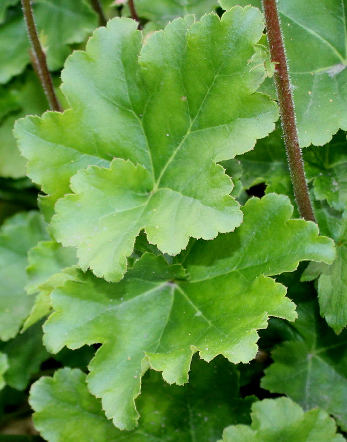 Image of genus Heuchera specimen.