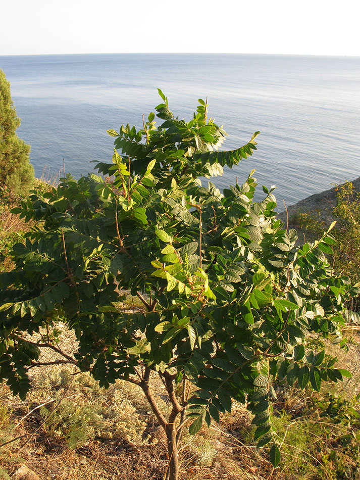 Image of Rhus coriaria specimen.