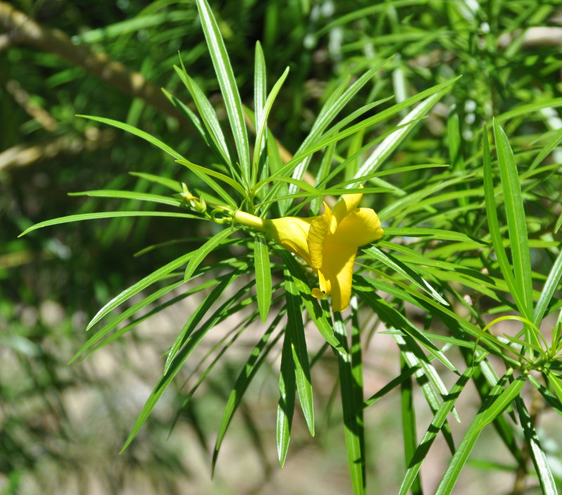 Image of Thevetia peruviana specimen.