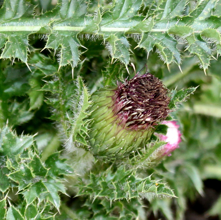 Image of Cirsium acaule specimen.