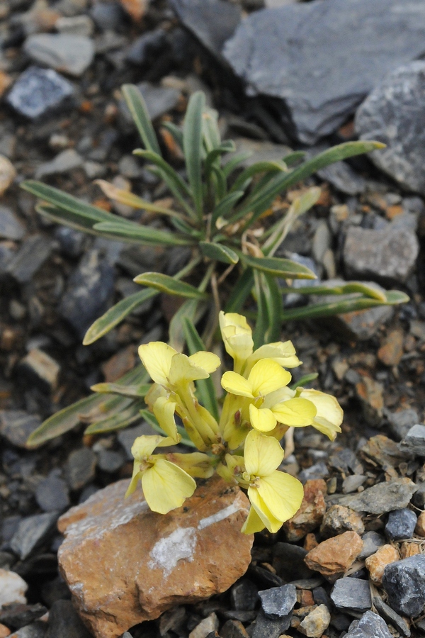 Image of Erysimum humillimum specimen.