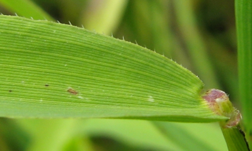 Image of Leersia oryzoides specimen.