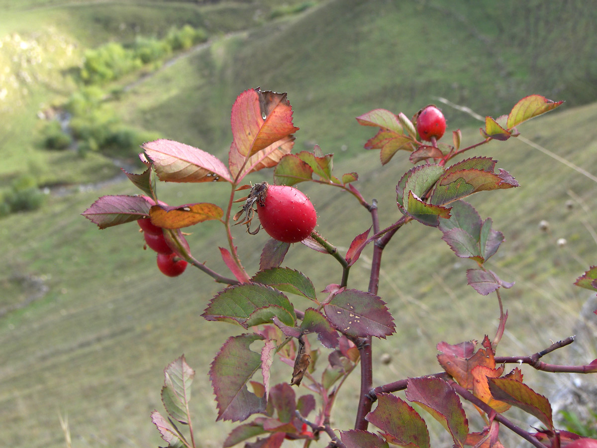 Image of Rosa borissovae specimen.