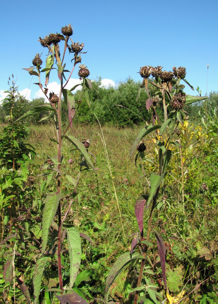 Image of Centaurea phrygia specimen.