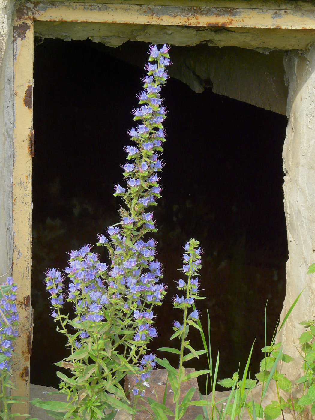 Изображение особи Echium vulgare.