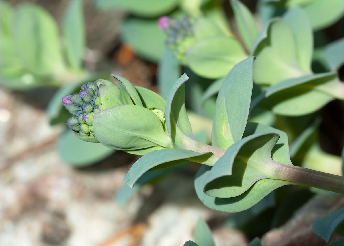 Изображение особи Mertensia maritima.