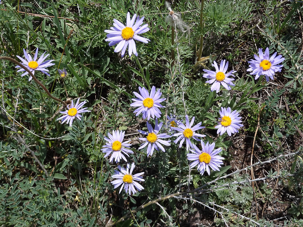 Image of Aster serpentimontanus specimen.