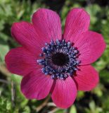 Anemone coronaria. Цветок. Греция, Халкидики, п-в Афон. 15.02.2014.