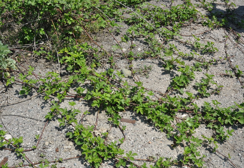 Image of Rubus sanctus specimen.