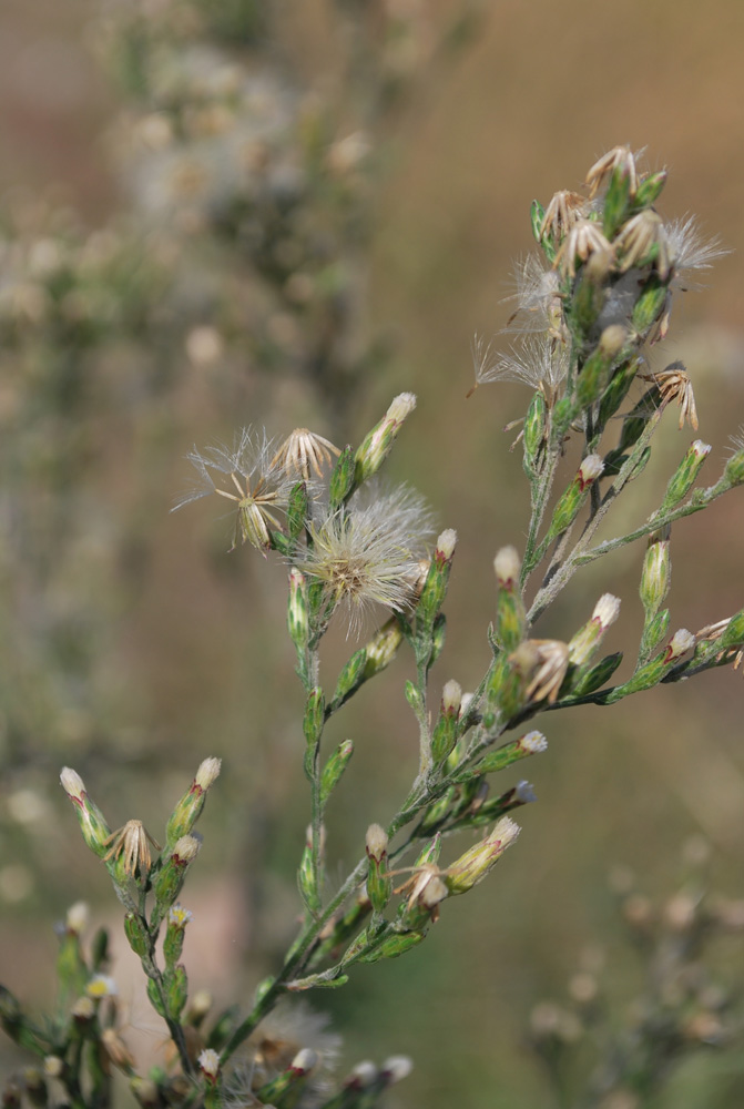 Image of Symphyotrichum graminifolium specimen.