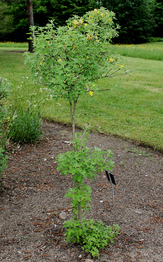 Изображение особи Chamaecytisus ratisbonensis.