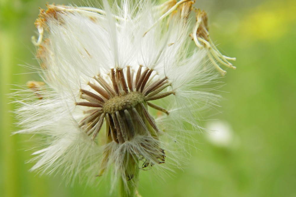 Image of Senecio vernalis specimen.