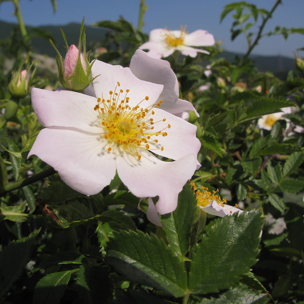 Image of Rosa biebersteiniana specimen.