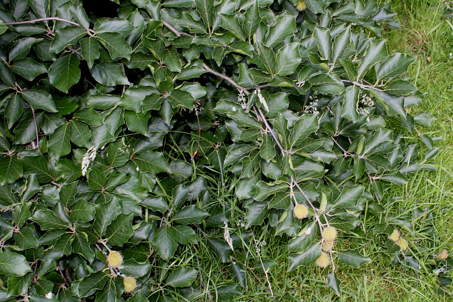 Изображение особи Fagus sylvatica var. pendula.