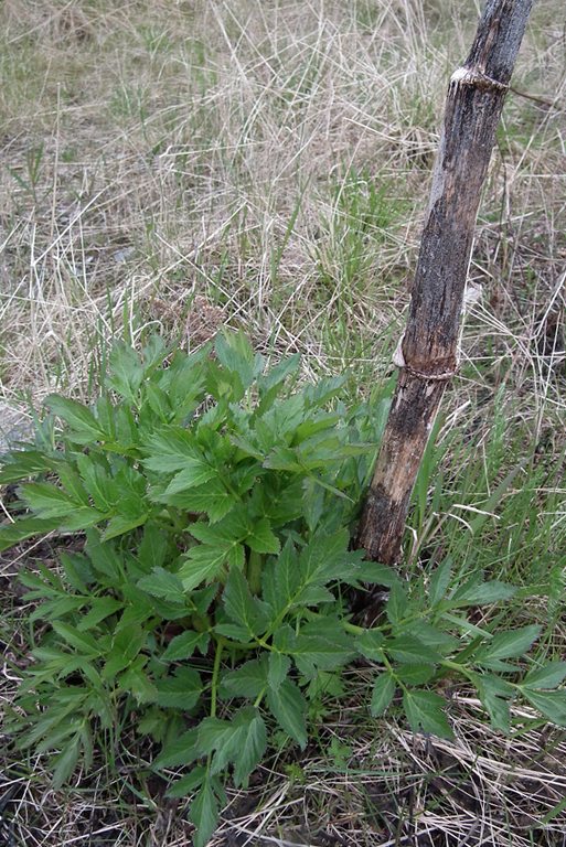 Изображение особи Archangelica officinalis.