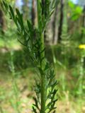 Senecio jacobaea